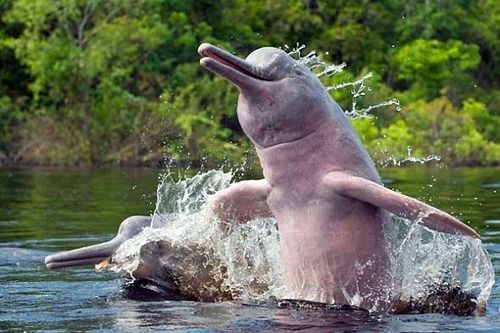 Les dauphins roses, mythiques créatures de l’Amazonie