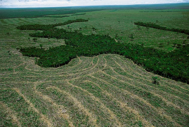 La déforestation